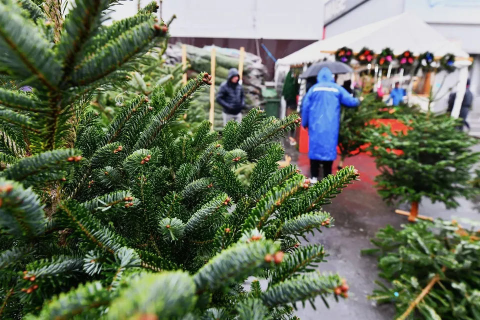 🎄 Unde își găsesc brazii drumul spre casele voastre