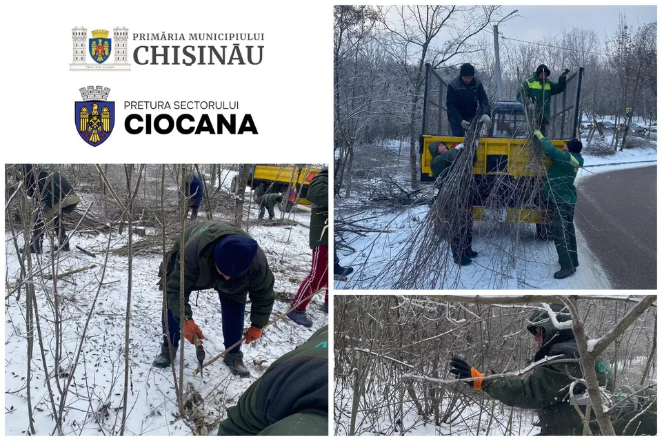 🌲🛠️ Lucrări necesare pentru un parc sănătos