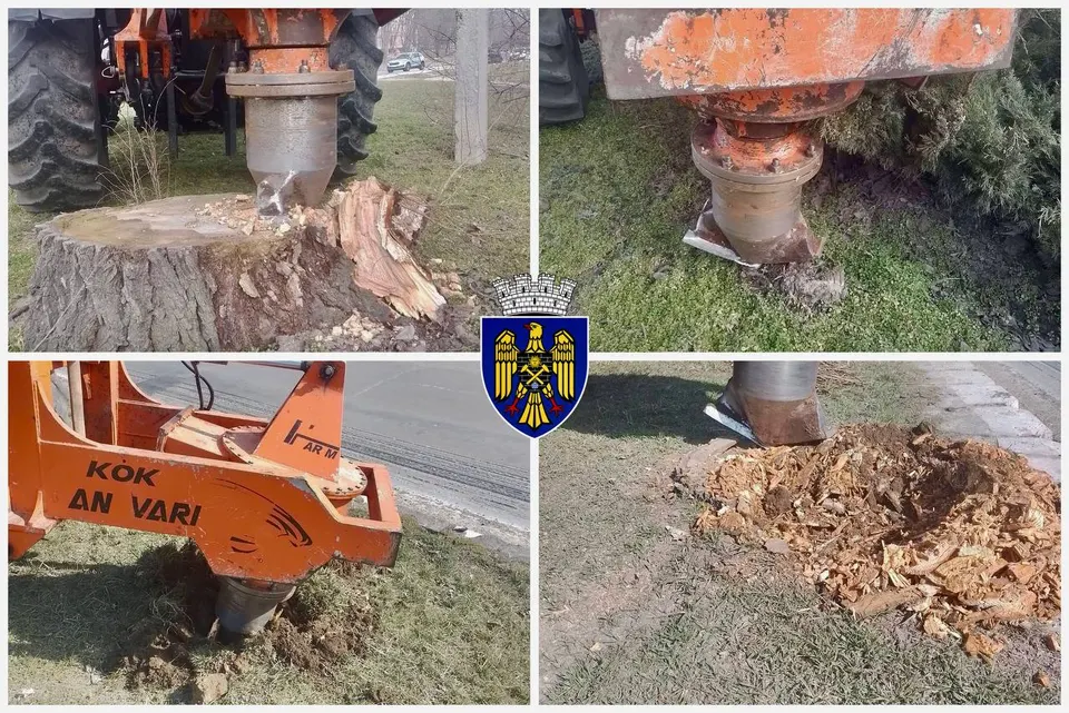🌳 Tocarea cioatelor – lucrări în desfășurare în sectorul Ciocana