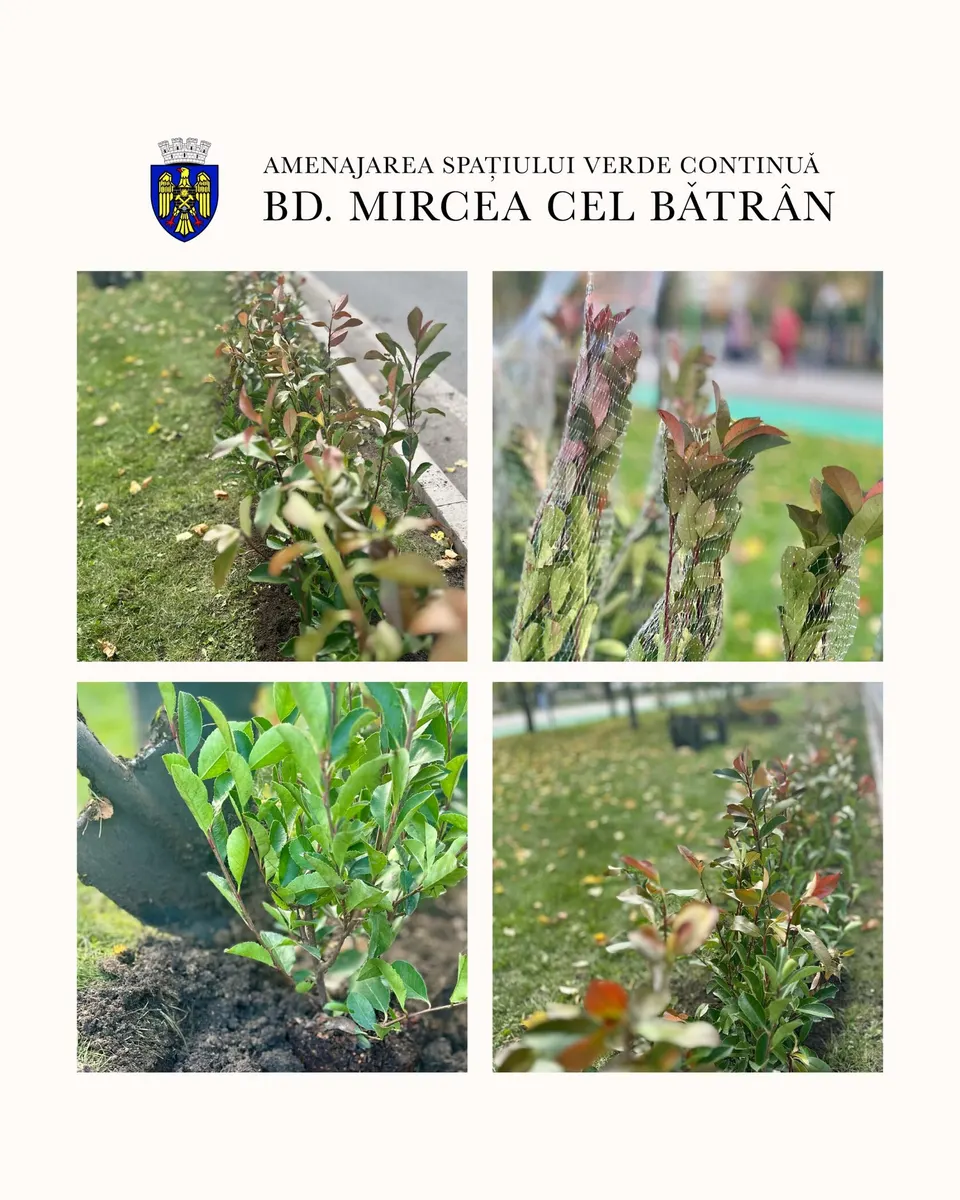 Continuă plantarea arbuștilor Photinia